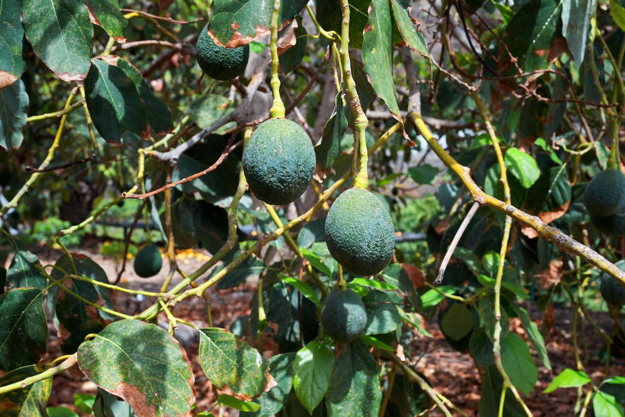 Ecologica Quinta Tizones, Casa Aguacate