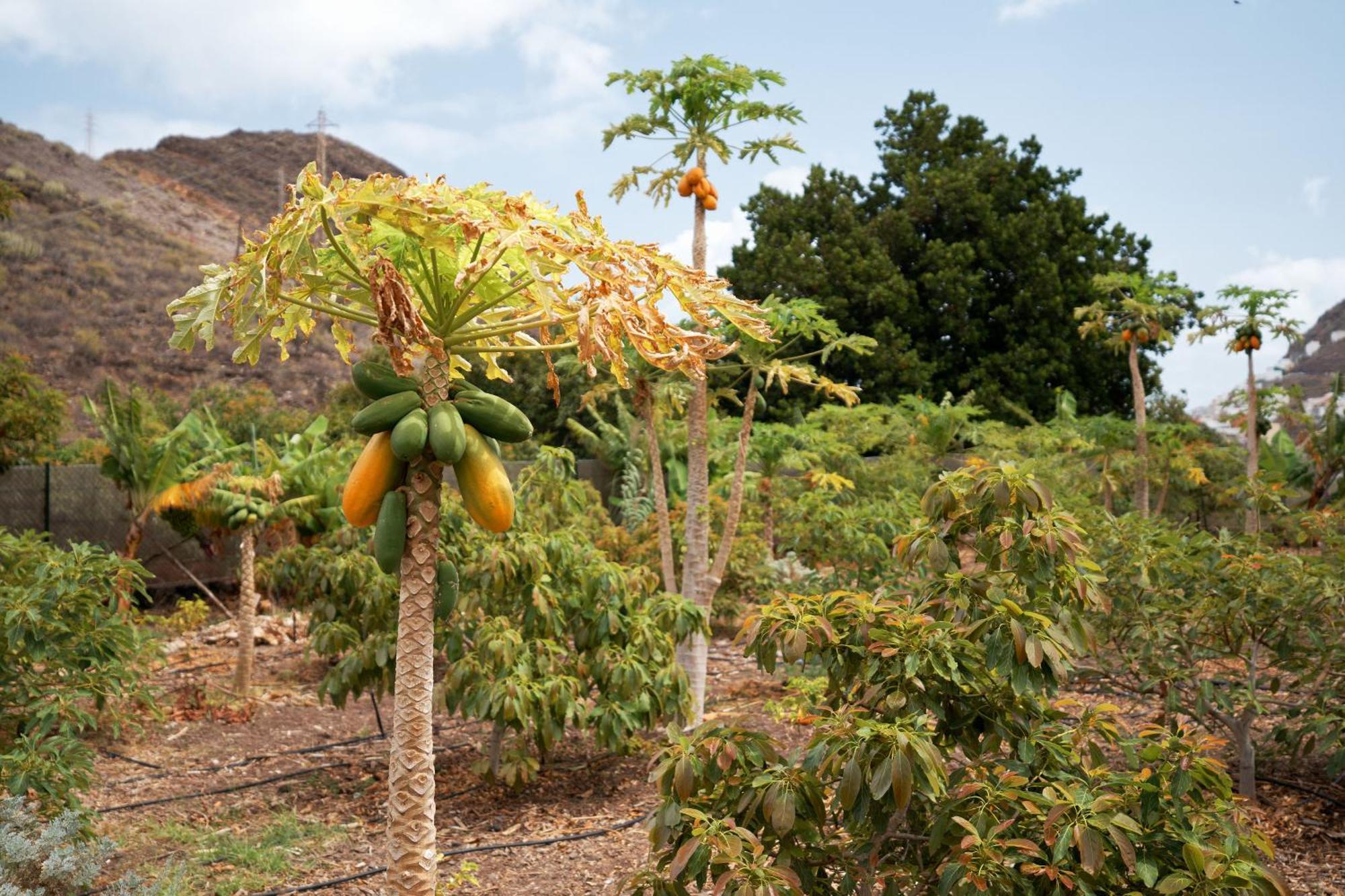 Ecologica Quinta Tizones, Casa Aguacate Villa