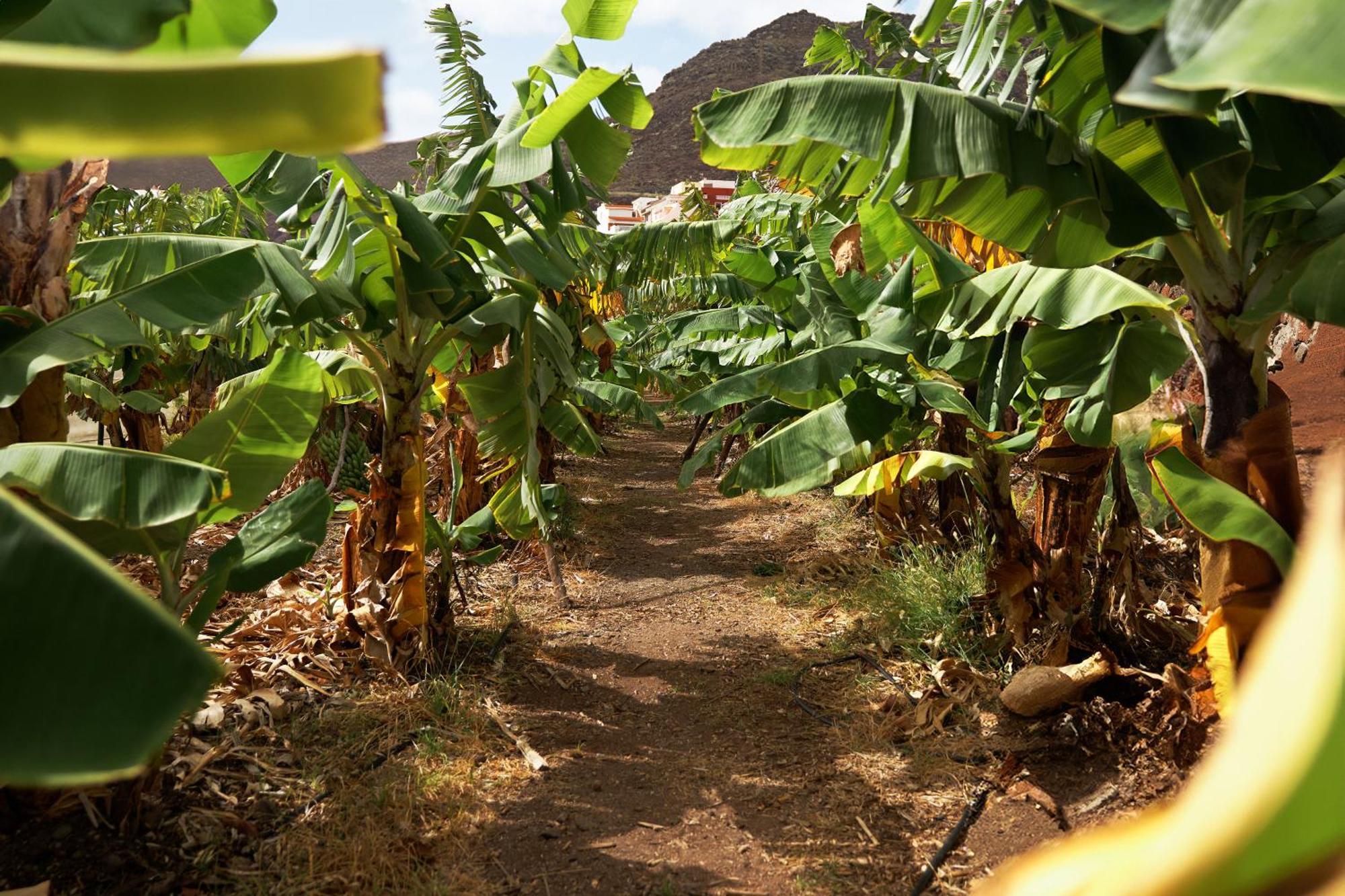 Ecologica Quinta Tizones, Casa Aguacate Santa Cruz de Tenerife